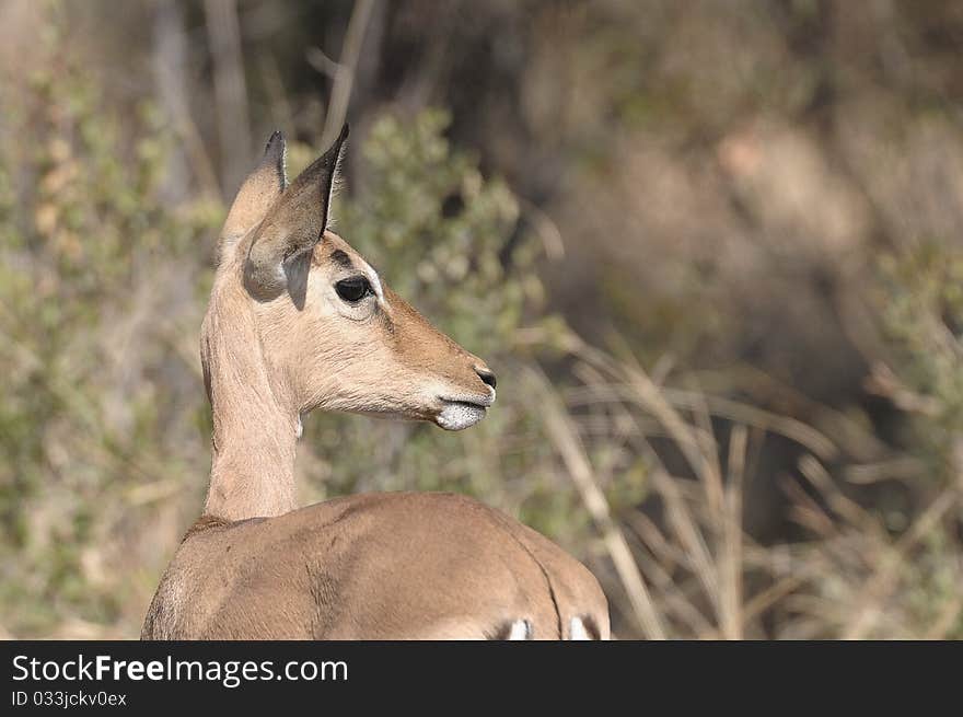 An Impala standing in a  field