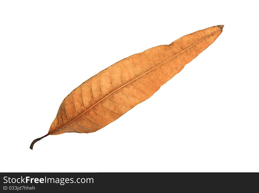 Autumn leaves on white background & isolated