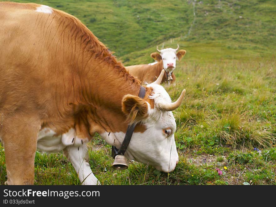 Two swiss cows grazing in swiss mountain landscape