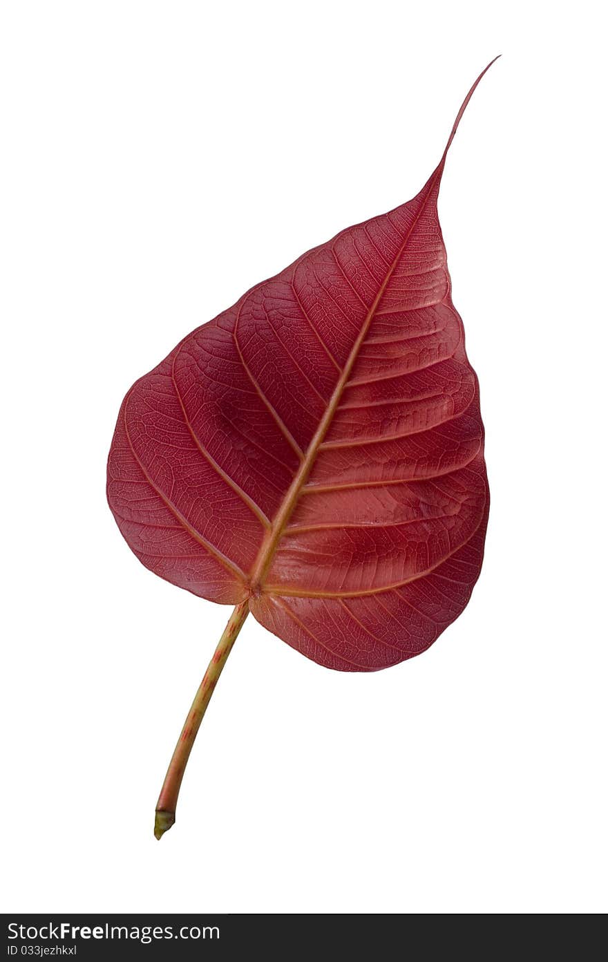 Red leaf on white background