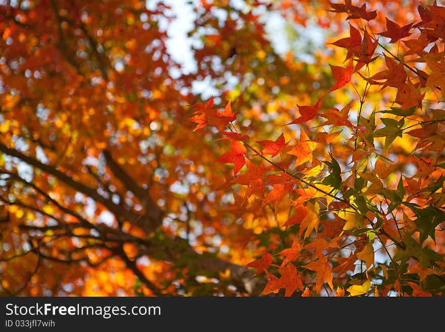 Autumn maple leaf in taiwan. Autumn maple leaf in taiwan