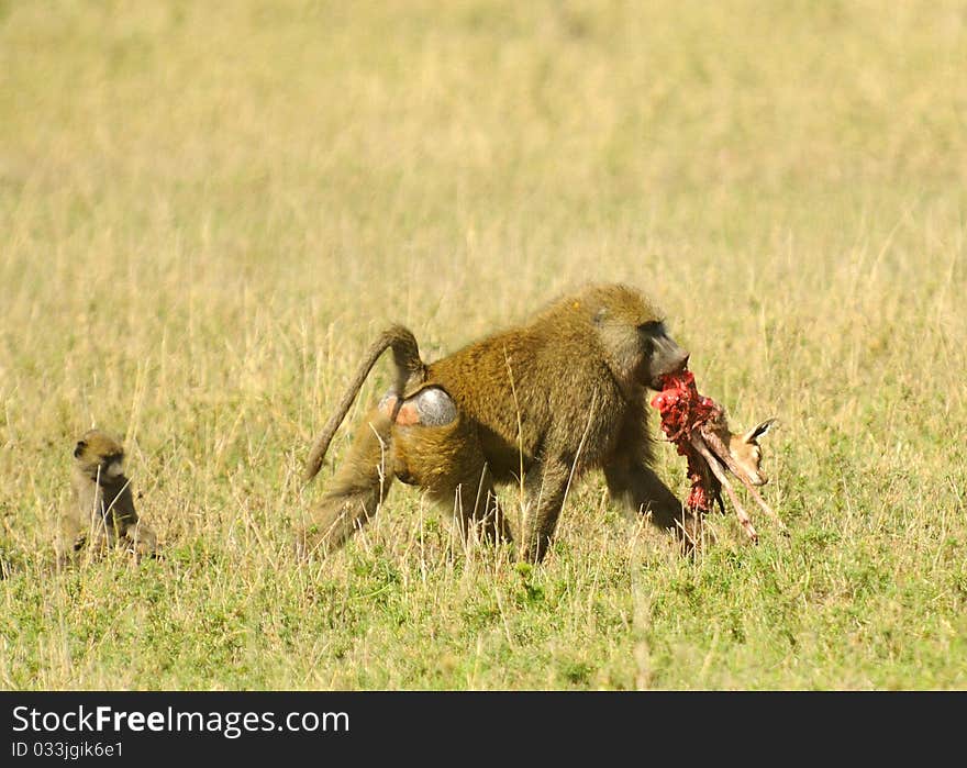 Baboon is eating