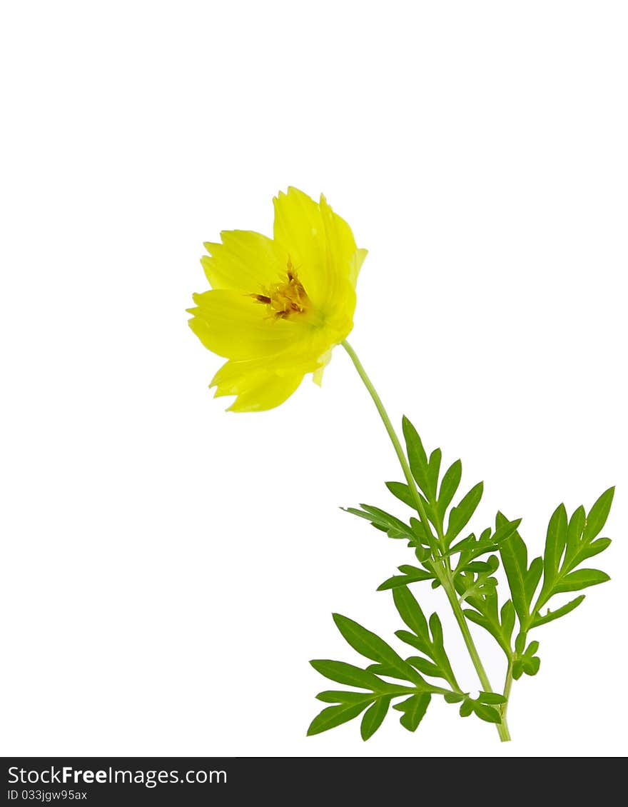 Marigold flower isolated on white background. Marigold flower isolated on white background