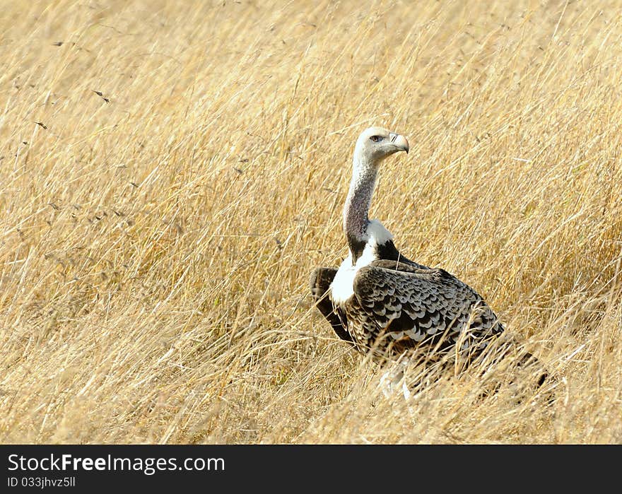 Ruppell s Griffon Vulture