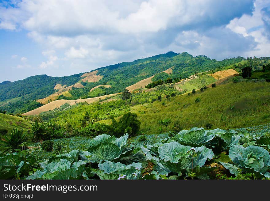 Cabbage Field