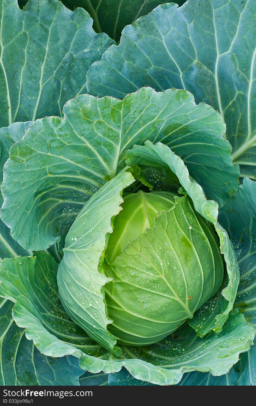 Big green cabbage from northern of thailand. Big green cabbage from northern of thailand