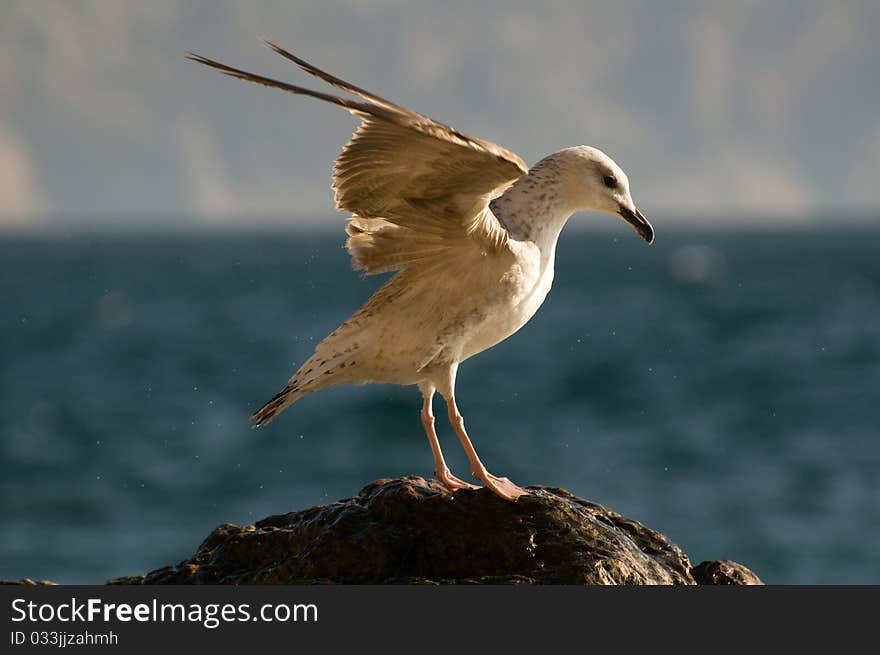 A gull is going to take wing. A gull is going to take wing