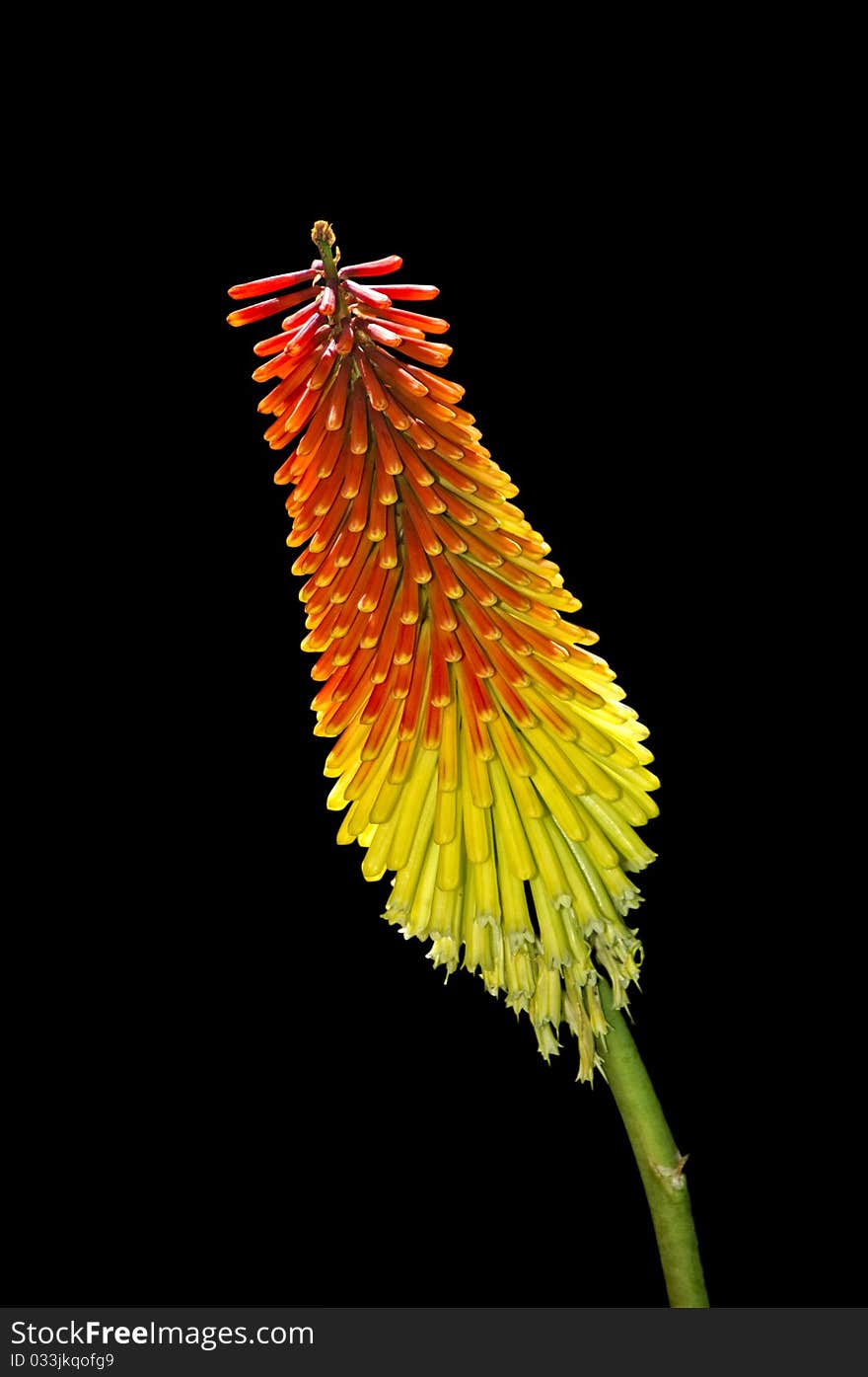 Red Hot Poker flower isolated against black