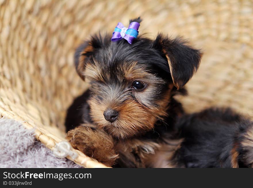 Little cute puppy at home