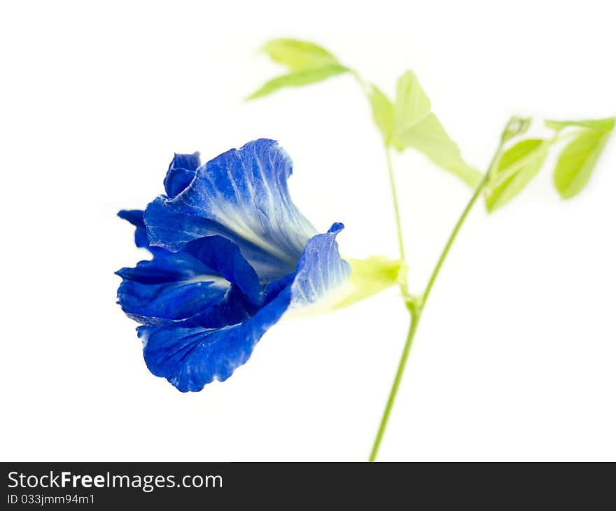 Blue Butterfly Pea Flower on white background