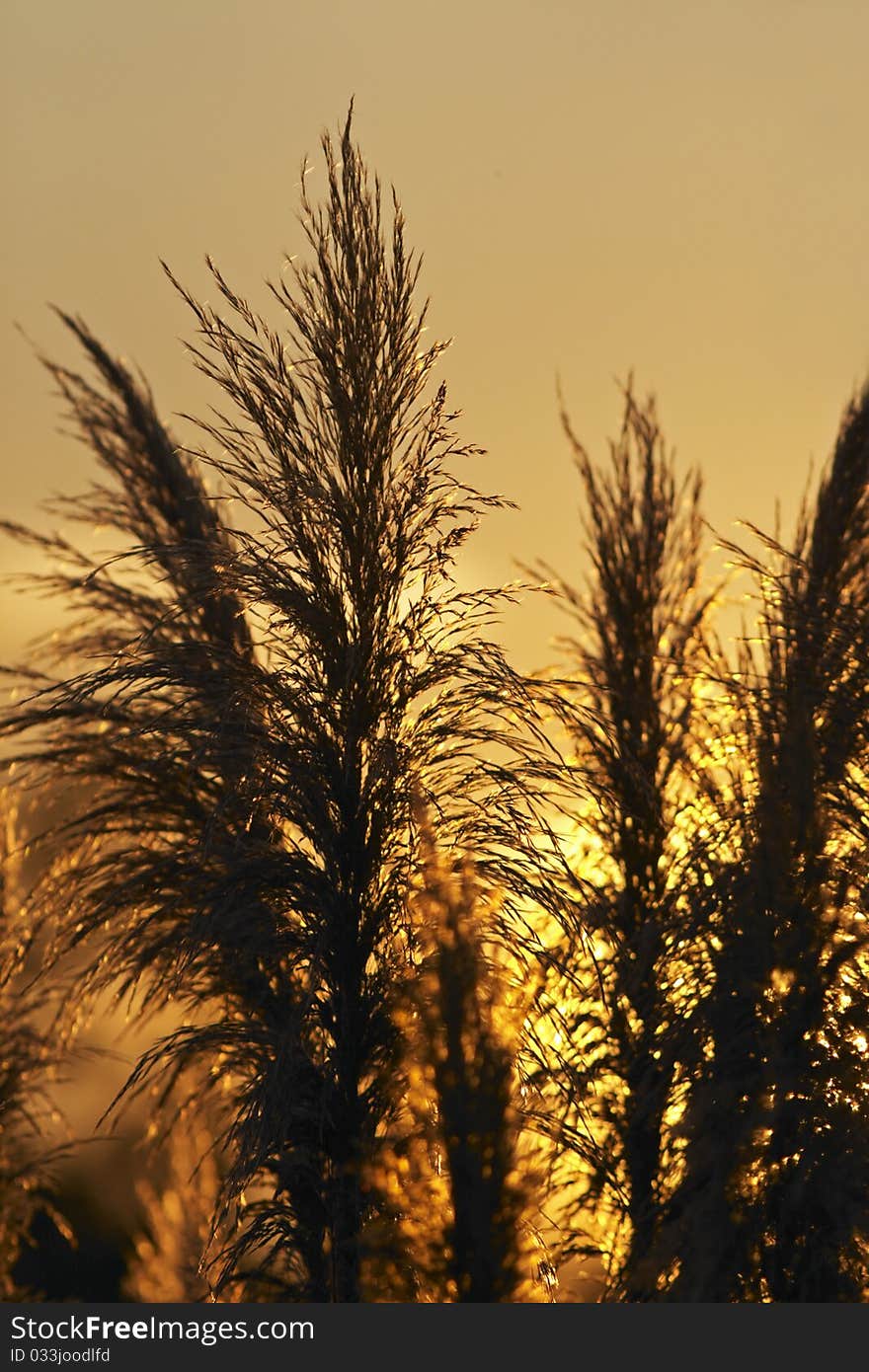 Pampas grass heads silhouetted against the setting sun. Pampas grass heads silhouetted against the setting sun.