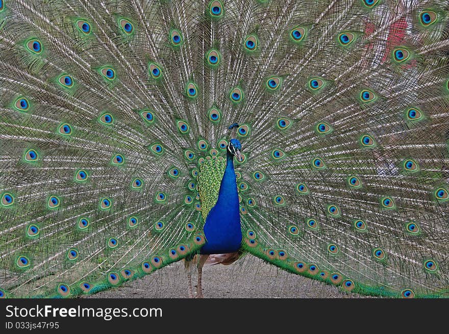 Peacock displaying