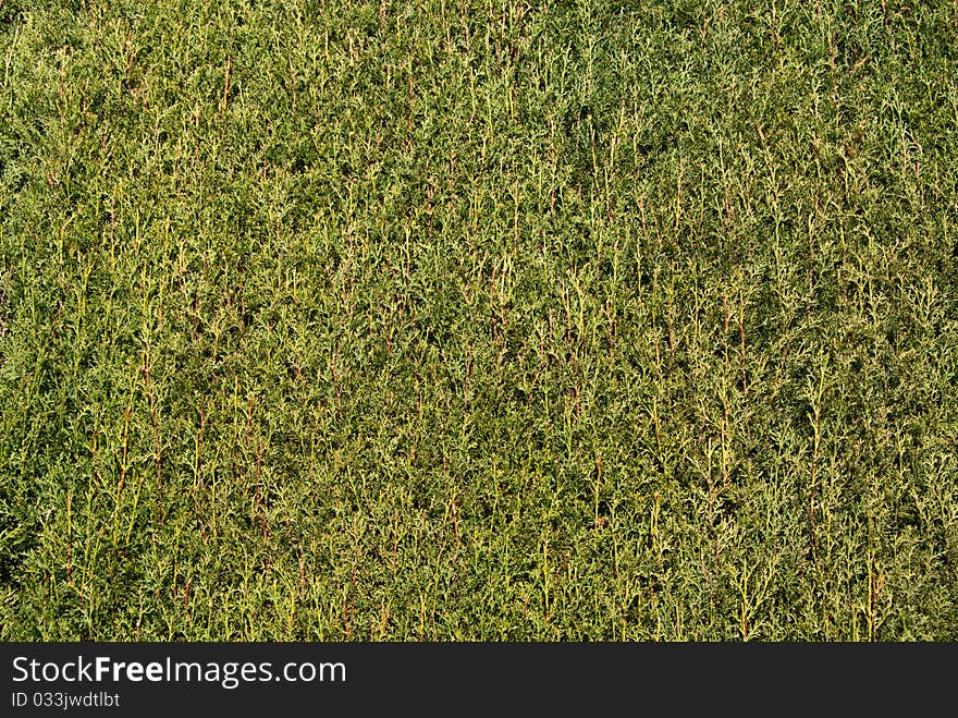 Green natural texture of a cypress hedge