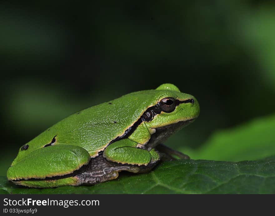 Hyla arborea cute little green frog