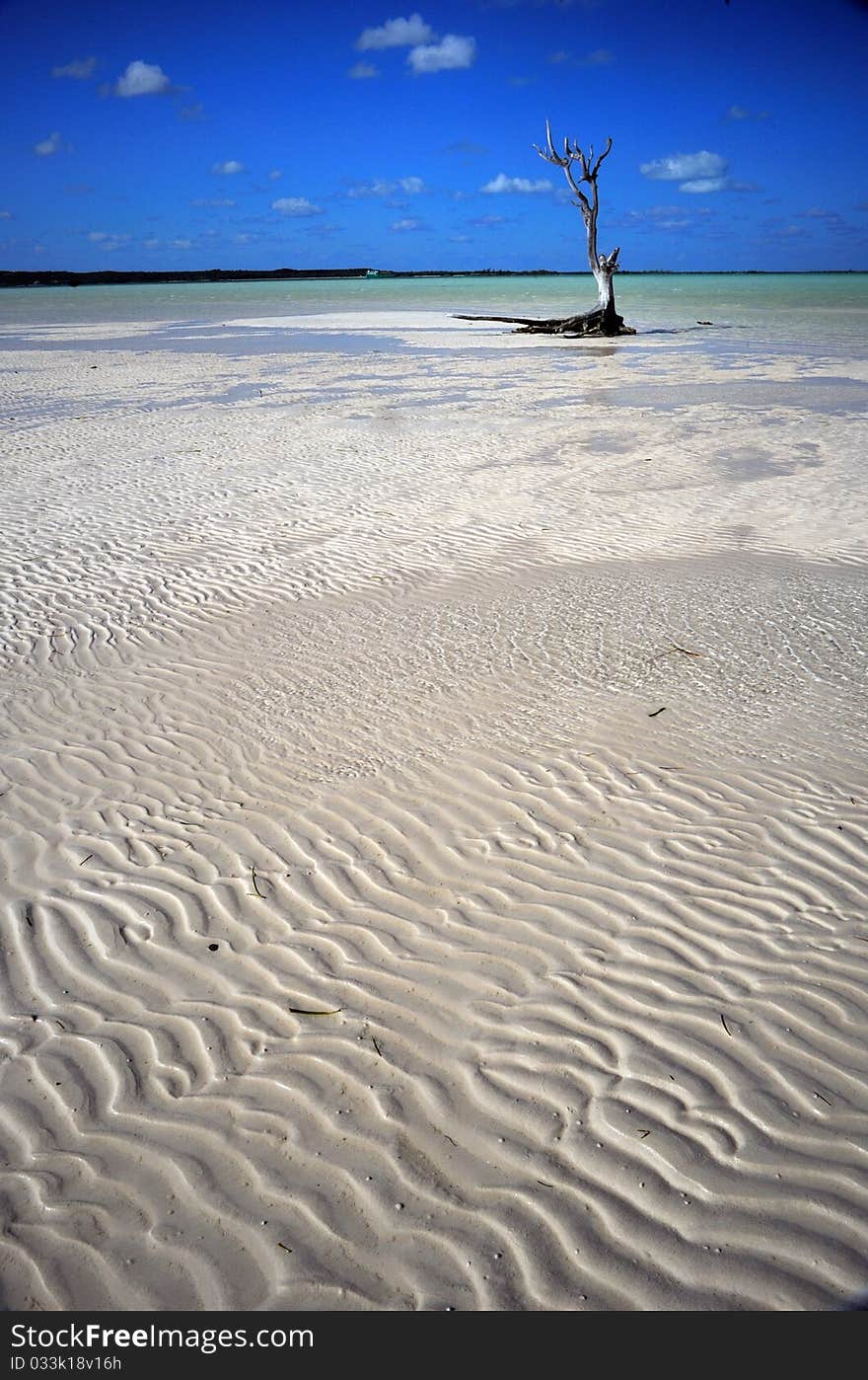 Lone tree on pink sand, Bahamas