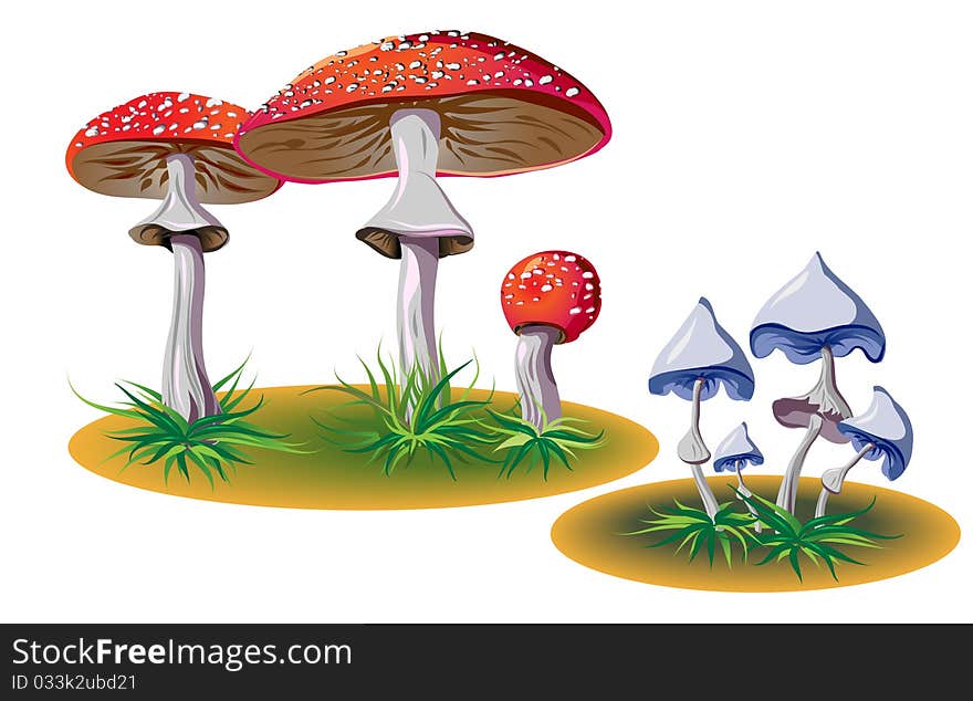 Poisonous Mushrooms With Grass