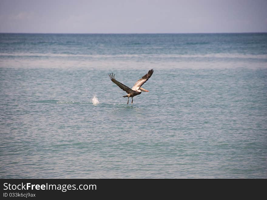 A pelican takes flight from the water. A pelican takes flight from the water.