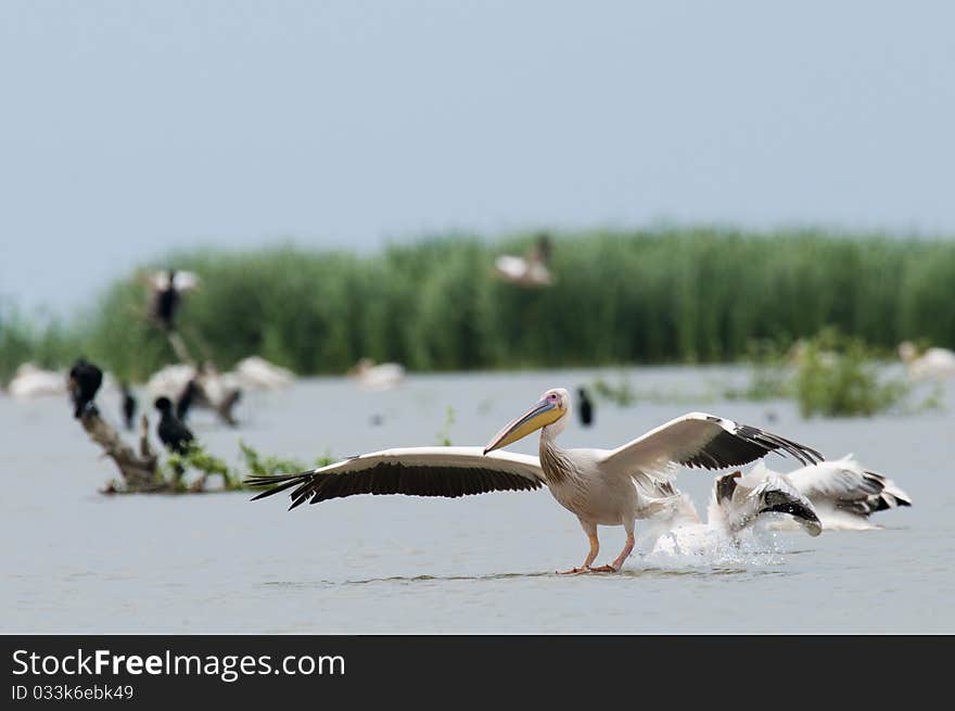 White Pelican Landing