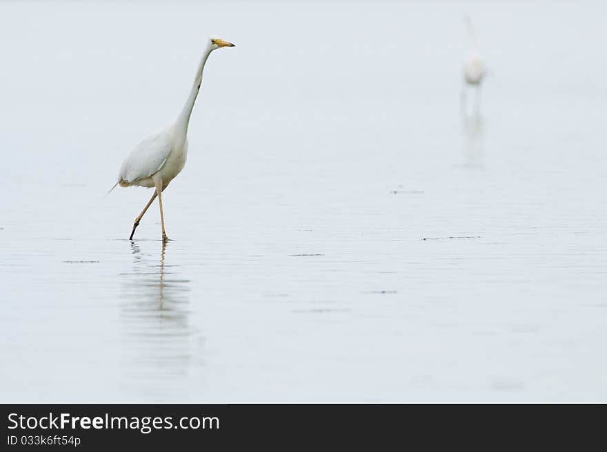 Great White Egret