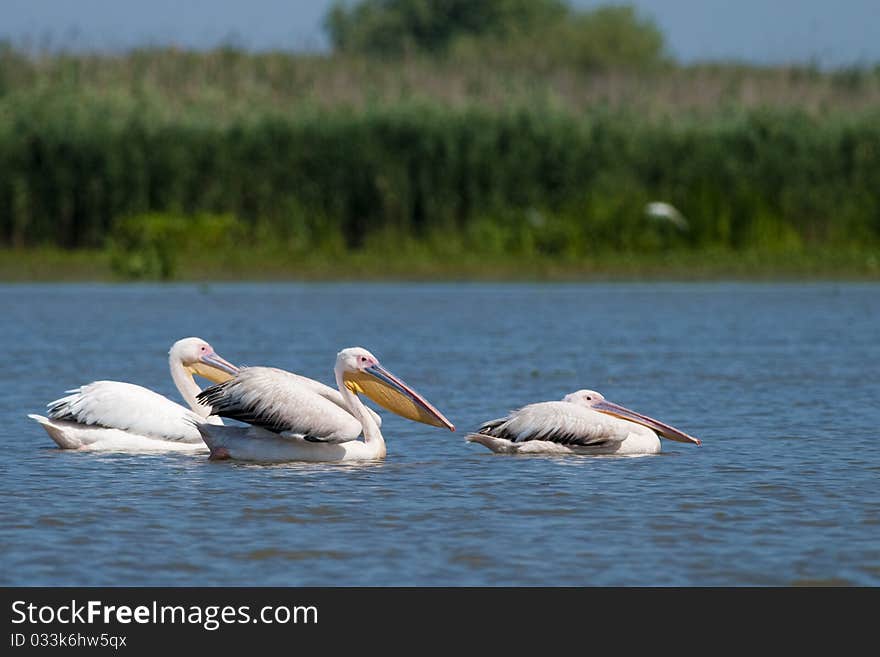 White Pelicans