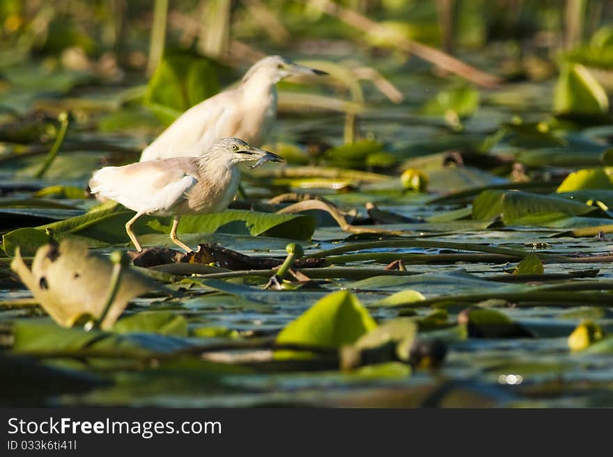 Squacco Heron