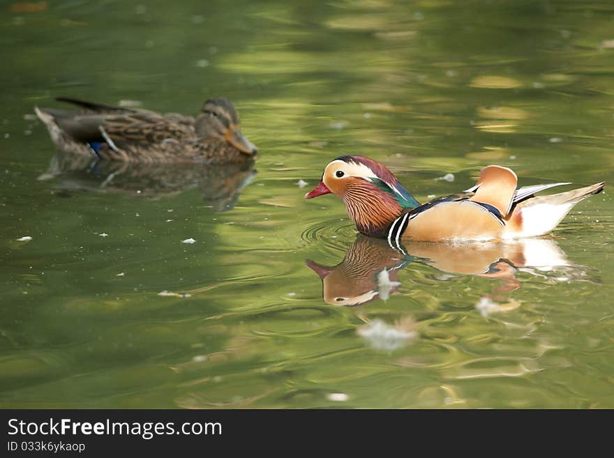 Mandarin Duck Drake on water