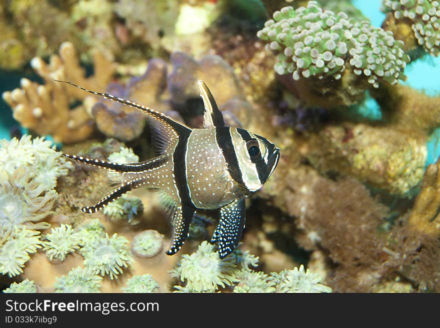 Banggai Cardinal Fish in Coral Reef Aquarium