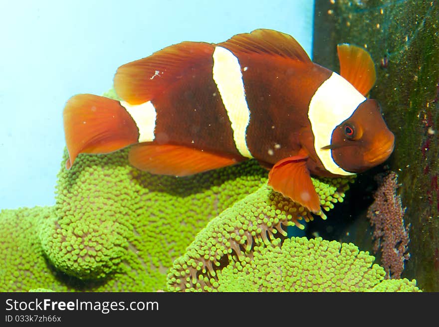 Maroon Yellow Stripe Clownfish Pair