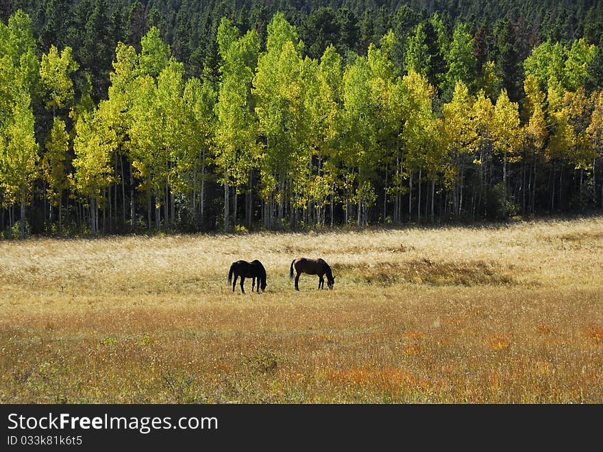 Horses graze in field near a row of turning aspens. Horses graze in field near a row of turning aspens.