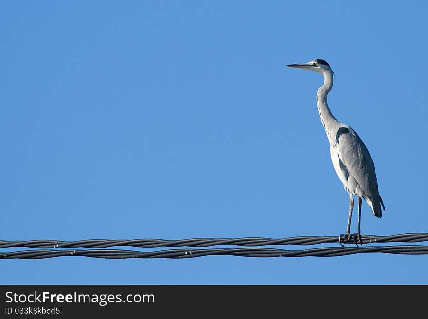 Grey Heron