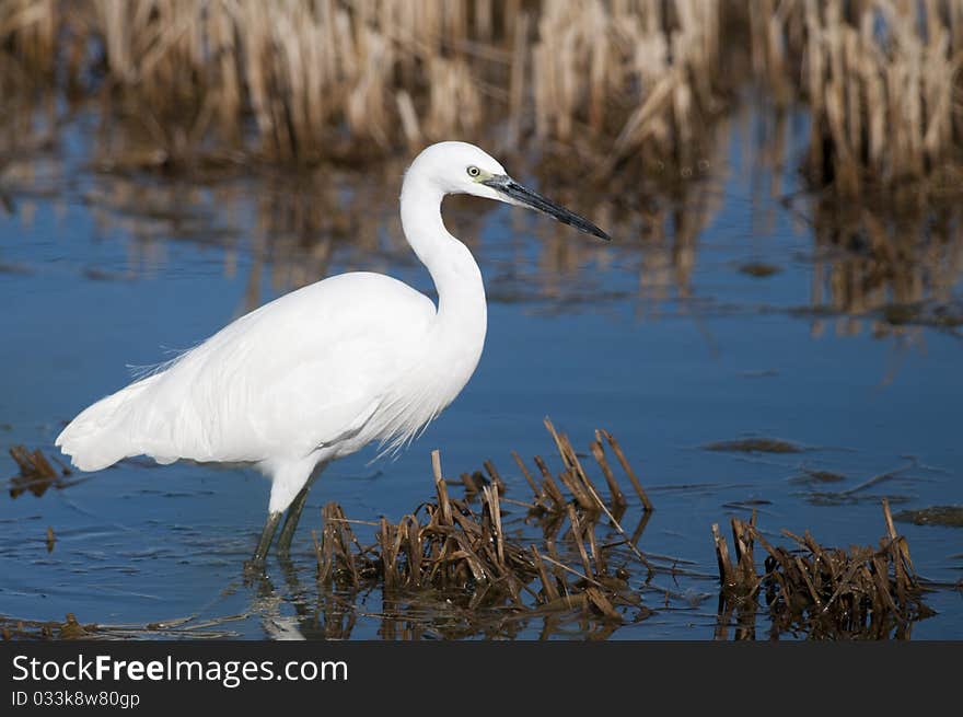 Little Egret