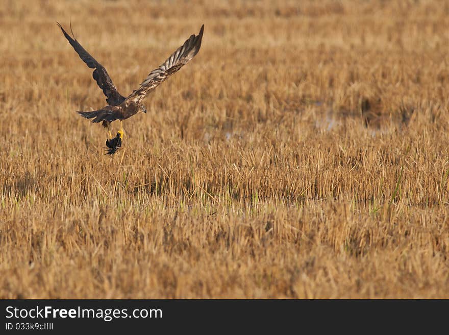 Marsh Harrier