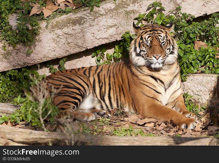 Tiger Resting