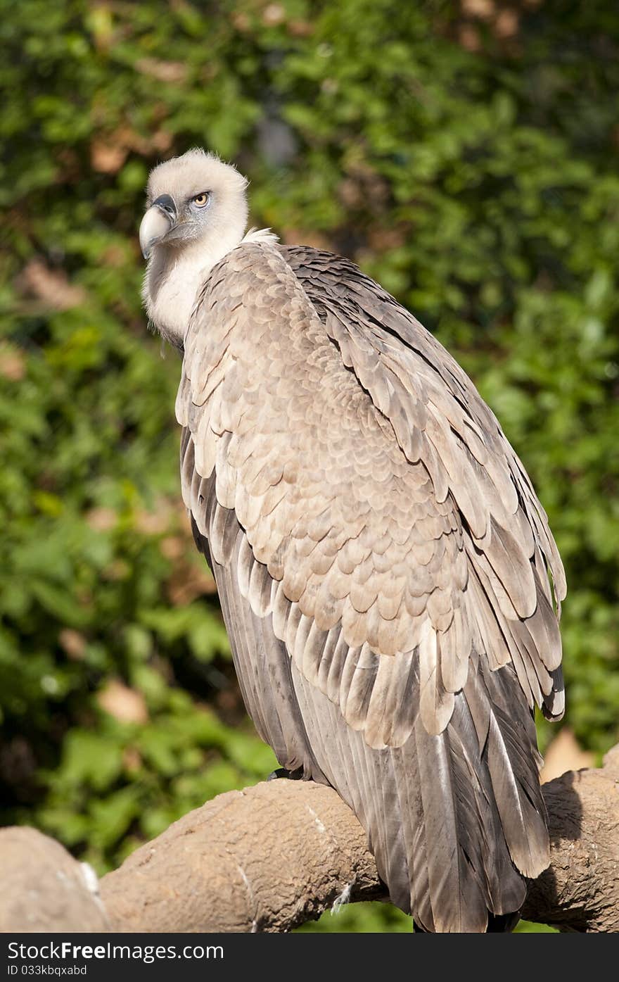 Griffon Vulture on a branch