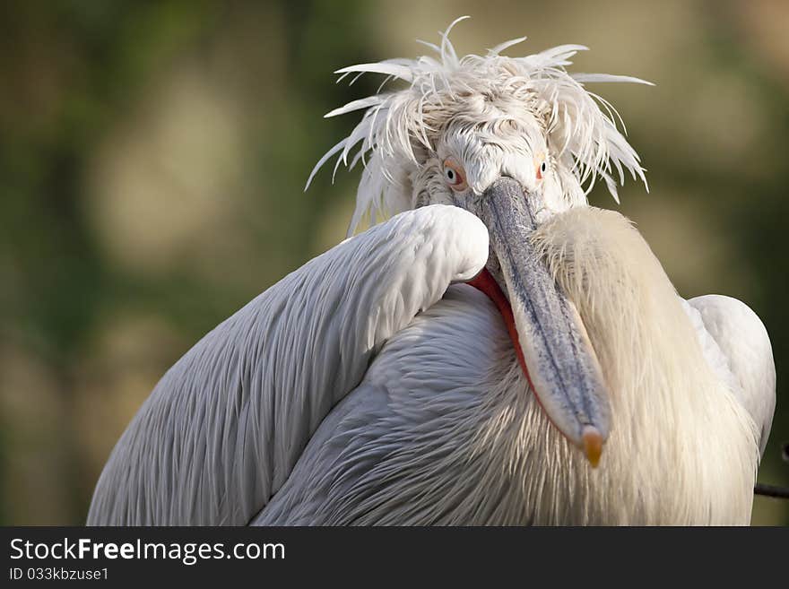 Dalmatian Pelican Portrait