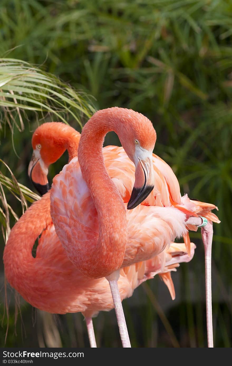 Chilean Flamingo