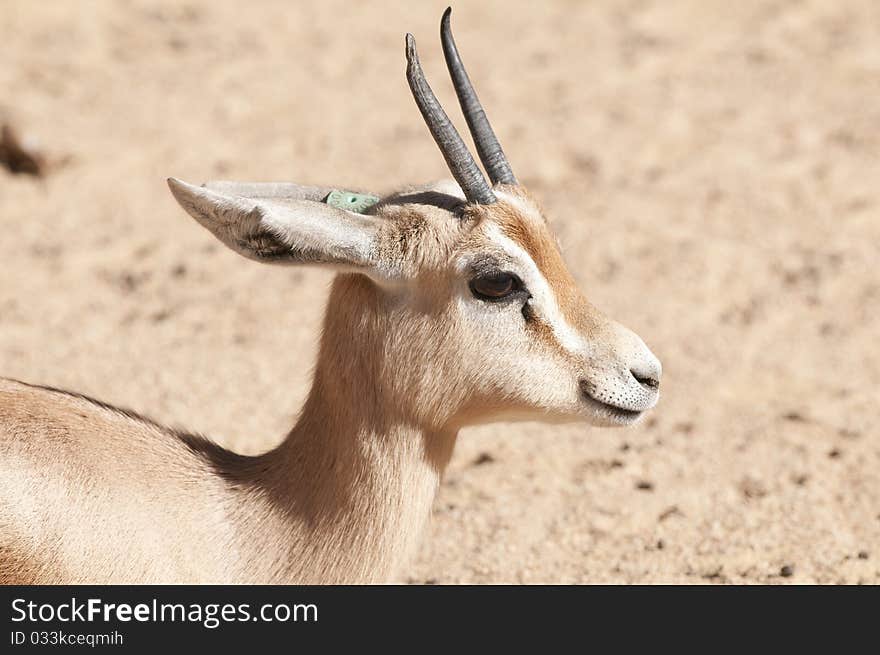 Dorcas Gazelle Portrait