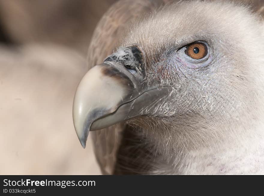 Griffon Vulture Portrait