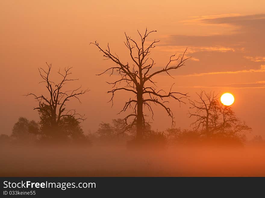 Misty morning with trees in silhouette