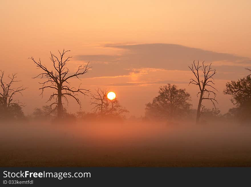 Misty morning with trees in silhouette