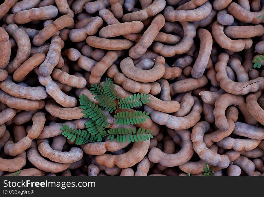 Tamarind leaves with a Thai variety.