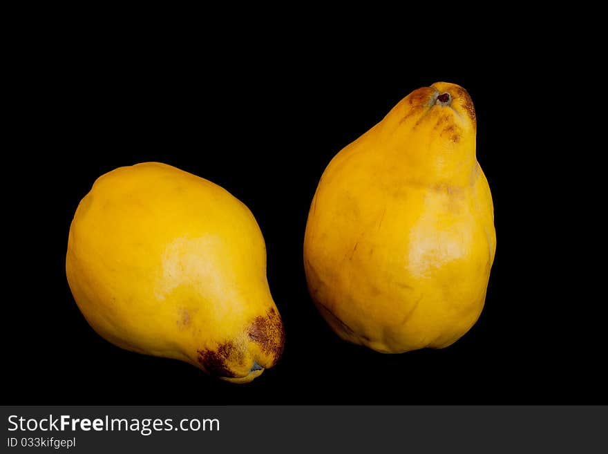 Two yellow quinces in isolated on black background. Two yellow quinces in isolated on black background