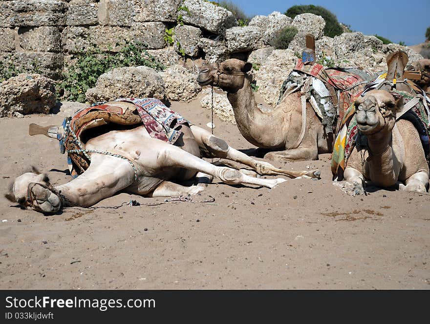 Three sitting camels on beach (Side, Turkey)