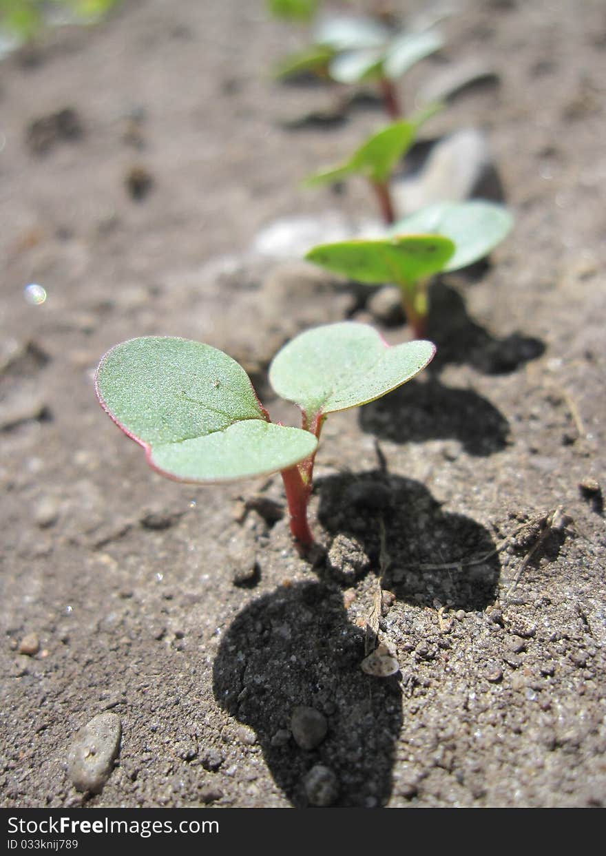 Radish seedlings