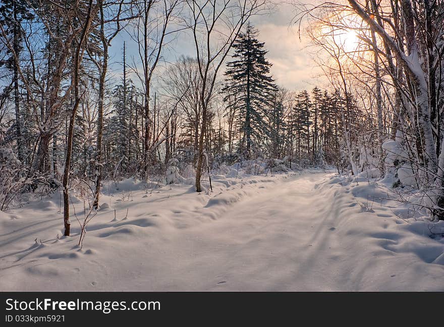 Frosty Morning.