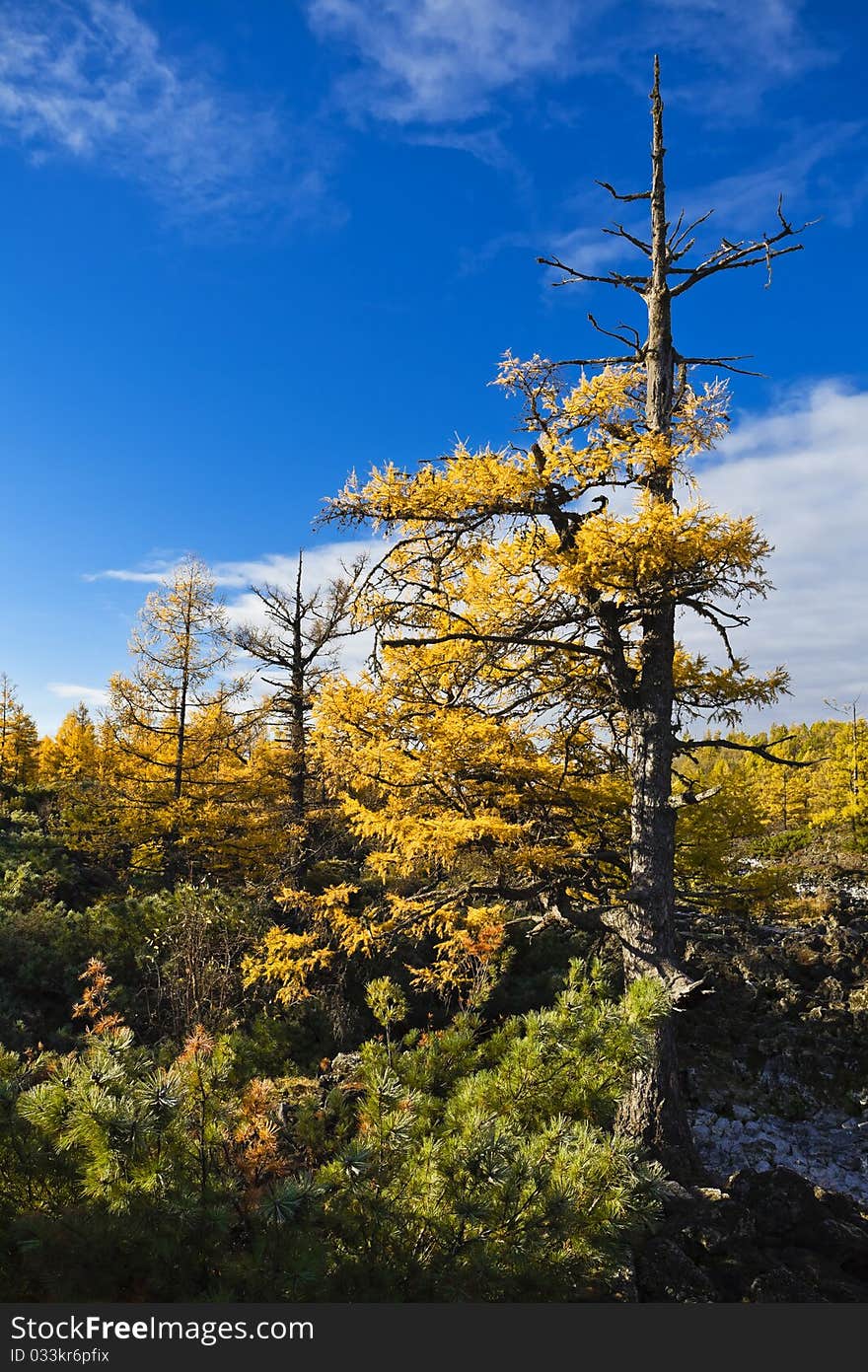 Tall trees in the autumn forest.