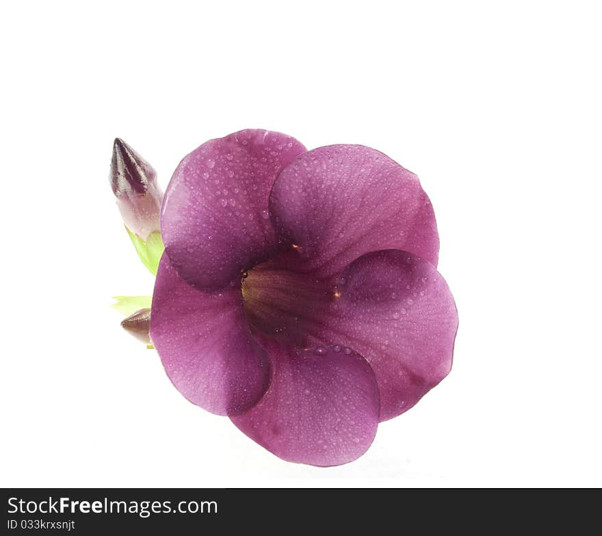 Violet Allamanda Cathartic Flower