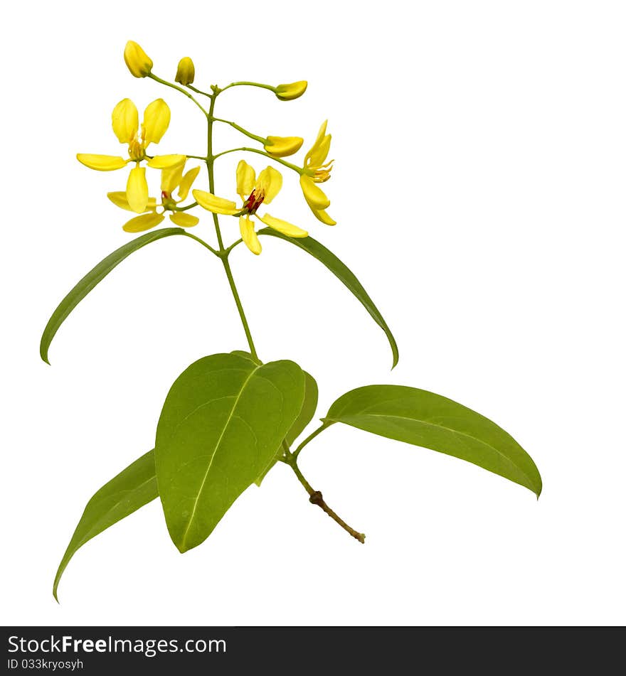 Branch of yellow flowers isolated