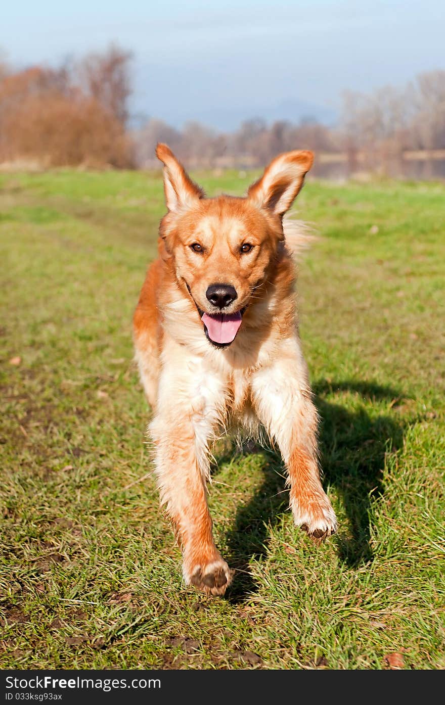 Picture of running Golden Retriever, vertical shot.