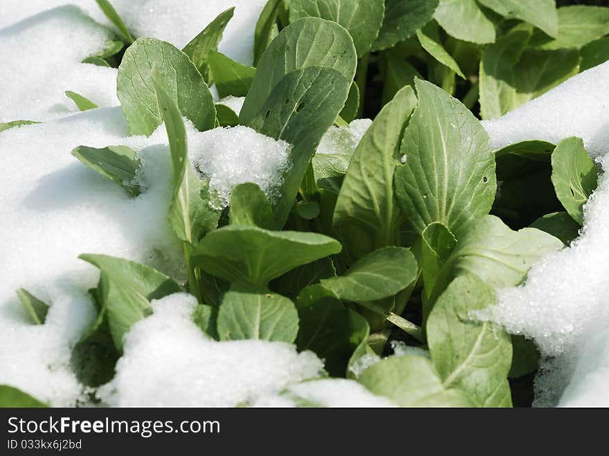 Fresh Green Vegetables